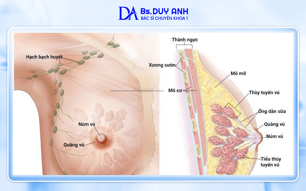 Sơ đồ cấu trúc bầu ngực và các phân vùng trong phẫu thuật thu nhỏ đầu ti, quầng vú