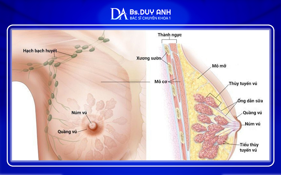 Cấu tạo tuyến vú và hệ thống ống dẫn sữa ở nữ giới